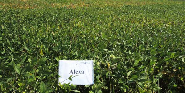 Alexa