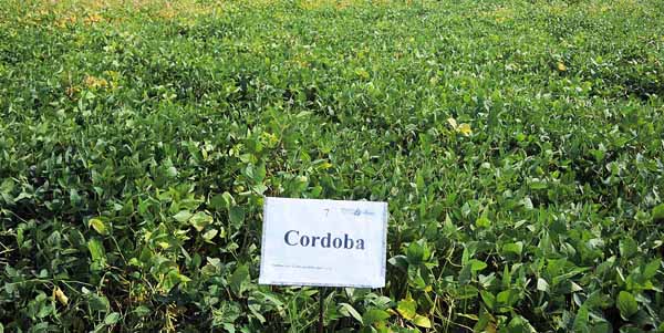 Cordoba