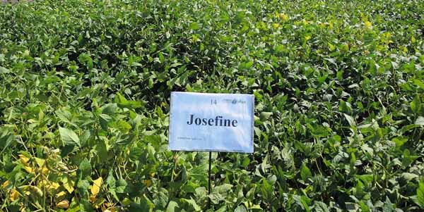 Josefine