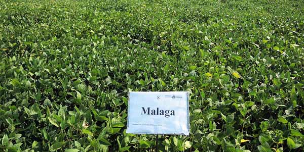 Malaga