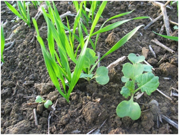 Obr. 1: Výdrol řepky klíčí a vzchází velmi rychle a etapovitě celý podzim, během teplé zimy i na jaře. Glean 75 PX má bezkonkurenční dlouhodobý účinek na tento plevel. Obr. 1: Výdrol řepky klíčí a vzchází velmi rychle a etapovitě celý podzim, během teplé zimy i na jaře. Glean 75 PX má bezkonkurenční dlouhodobý účinek na tento plevel.