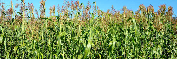 čirok 2017_AM_1-2017