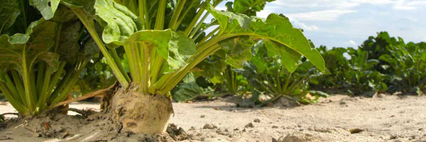 cukrovka 2017_AM 1-2017