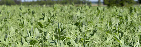 luskoviny 2017_AM_1-2017