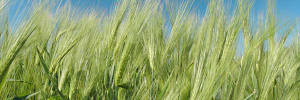 jarn&iacute; obilniny 2017_AM 1-2017