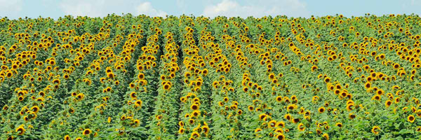 slunečnice 2017_AM_1-2017