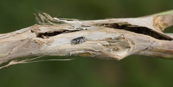 hl&iacute;zenka na řepce