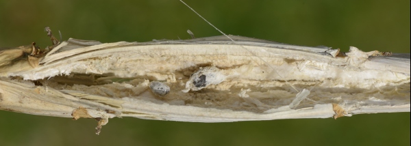 hl&iacute;zenka na řepce