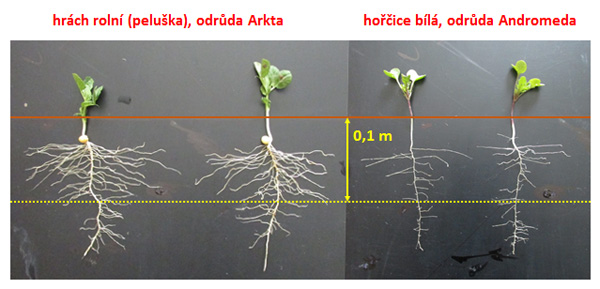 Obr. 3: Srovn&aacute;n&iacute; kořenov&eacute;ho syst&eacute;mu hrachu roln&iacute;ho (Arkta) a&nbsp;hořčice b&iacute;l&eacute; (Andromeda) 27. 4. 2016; v&yacute;sev byl proveden 27. 3. 2016 (lokalita Červen&yacute; &Uacute;jezd)