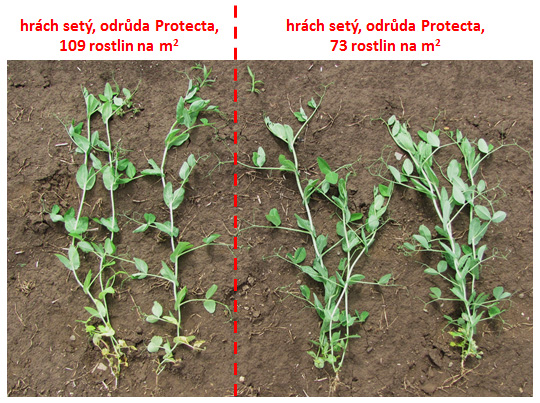 Obr. 4: Vliv hustoty porostu na habitus rostlin hrachu set&eacute;ho, odrůda Protecta (2016)