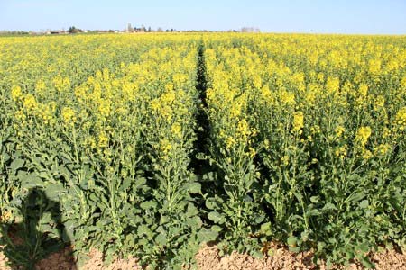 Hybrid SY Alibaba - novinka pro sezonu 2017