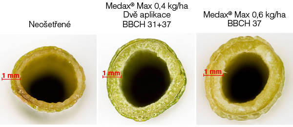 Obr. 2: S&iacute;la st&eacute;bla po o&scaron;etřen&iacute; ozim&eacute; p&scaron;enice př&iacute;pravkem Medax&reg; Max (ZS Trutnov, 2016)