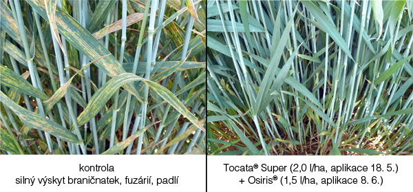 Obr. 1: Zdravotn&iacute; stav porostu p&scaron;enice ozim&eacute; (22. 6. 2016, ZS Kluky)