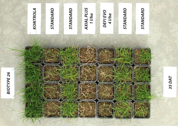 Obr. 1: Testov&aacute;n&iacute; &uacute;činnosti př&iacute;pravků na rezistentn&iacute; populace chundelky metlice dokazuje spolehlivost Axialu Plus, odumřel&eacute; rostliny potvrzuj&iacute; &uacute;činnost i&nbsp;na tyto problematick&eacute; populace