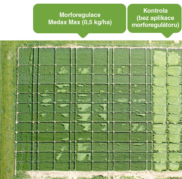 Jarn&iacute; ječmen po aplikaci Medax&reg; Max (0,5 kg/ha), Rokytnice u&nbsp;Přerova, 6.6. 2016. Viditeln&yacute; rozd&iacute;l mezi o&scaron;etřenou a&nbsp;neo&scaron;etřenou variantou (vpravo), kter&aacute; polehla ze 100 %.