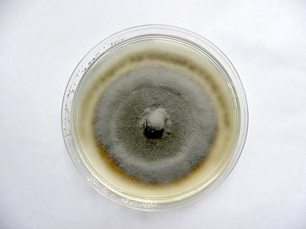 Obr. 2: Kontrola - kultura Oculimacula sp. na bramboro-dextr&oacute;zov&eacute;m agaru (PDA) po 4 t&yacute;dnech kultivace (18 &deg;C, tma)