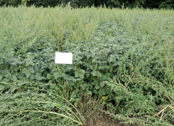 Plateen 41,5 WG PRE 2,0 kg/ha