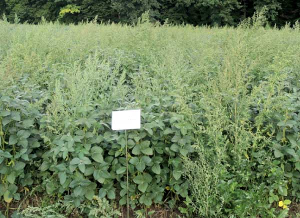 Sencor Liquid PRE 0,4 l/ha