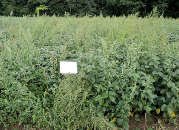 Sencor Liquid + Cougar Forte PRE 0,4 l + 0,35 l/ha