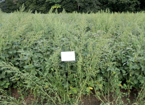 Arcade 880 EC PRE 4,5 l/ha