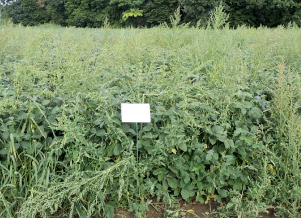 Defi Evo PRE 5,0 l/ha