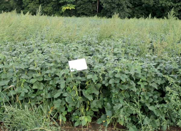 Gardoprim plus Gold 500 SC PRE + Fusilade Forte 150 EC POST  4,0 l/ha + 0,8 l/ha