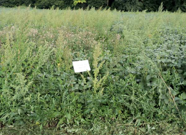 Kontrola - bez herbicidn&iacute;ho o&scaron;etřen&iacute; 