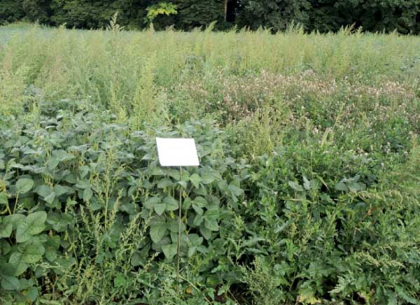 Refine 50 SX + Trend  POST 15 g/ha