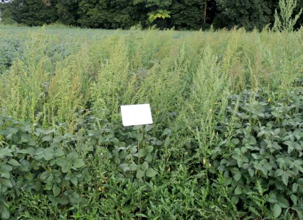 Kabuki + Kaishi POST 0,15 l + 3,0 l/ha