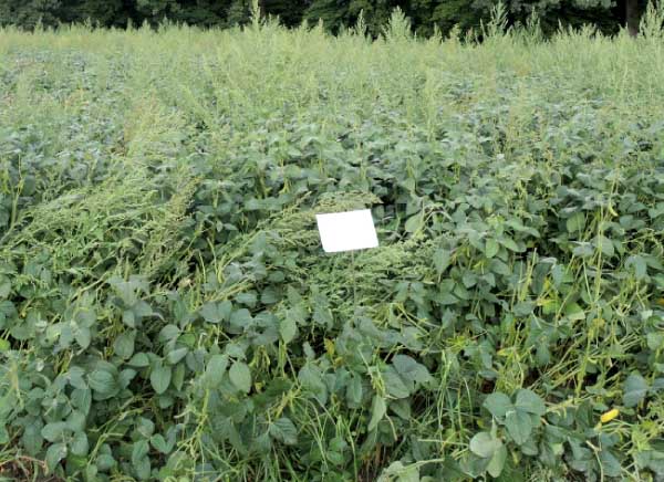 Mistral + Activus SC + Grounded PRE 0,4 kg/ha + 2,5 l + 0,4 l/ha