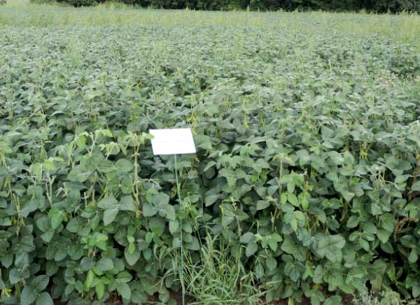 Lignohum&aacute;t Max   0,4 l/ha