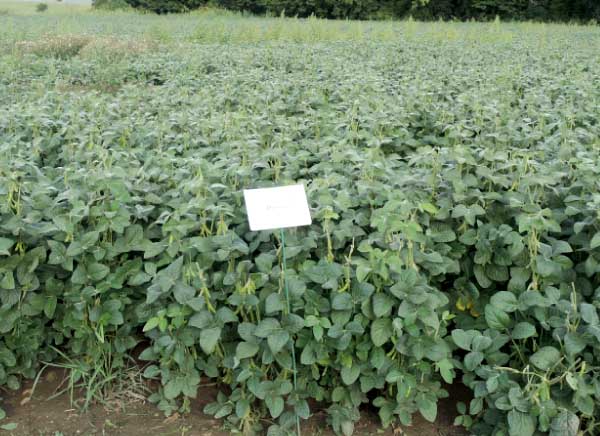 Phytocare  0,5 kg/ha