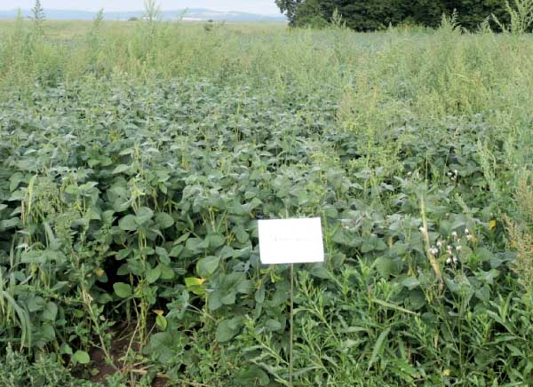 Litofol Active 12,0 l/ha