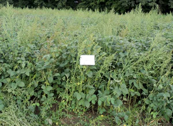 Trinity PRE 2,5 l/ha