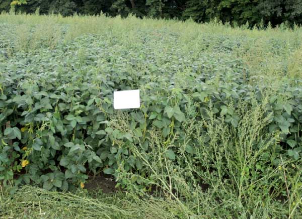 Trinity + Grounded PRE 2,5 l + 0,4 l/ha