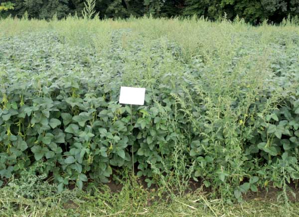 Aspect Pro PRE 2,25 l/ha