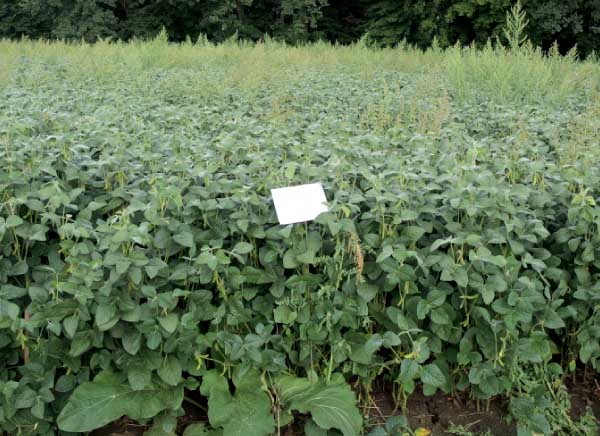 Successor 600 + Sumimax PRE 1,5 l/ha + 0,1 kg/ha