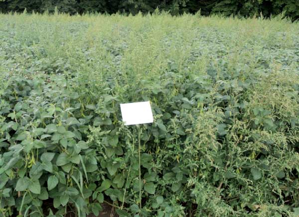 Successor 600 + Sumimax + Backrow PRE 1,5 l/ha + 0,1 kg/ha + 0,4 l/ha