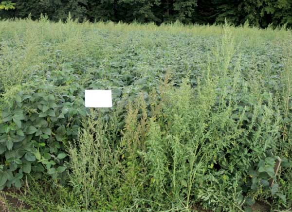 Sumimax + Dual Gold 960 EC + Backrow PRE 0,1 kg/ha + 1,2 l/ha + 0,4 l/ha