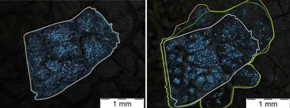 Graf 1: Vliv ovlhčen&iacute; povrchu listu na velikost chr&aacute;něn&eacute; plochy