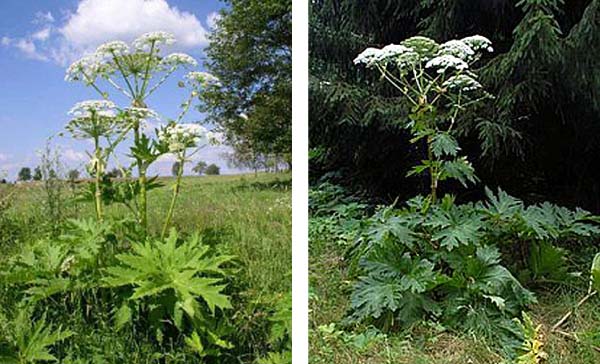 Bolševník velkokvětý je do jisté míry krásná dekorativní rostlina, ale … Bolševník velkokvětý je do jisté míry krásná dekorativní rostlina, ale …