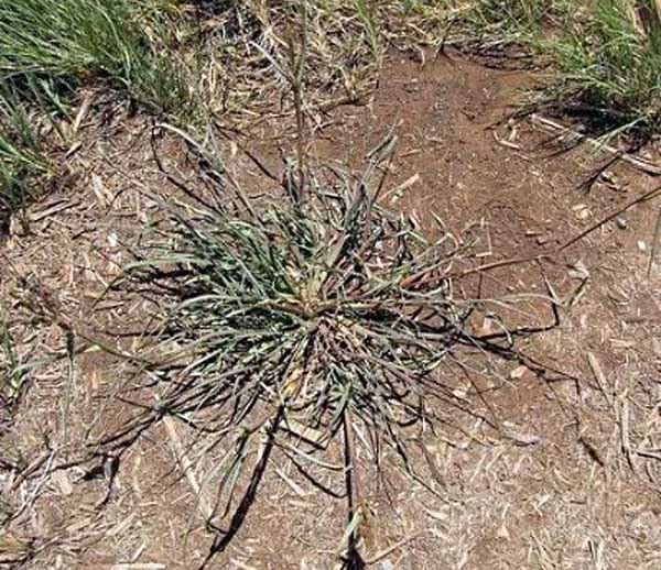 Ježatka kuří noha je významným plevelem na polích Ježatka kuří noha je významným plevelem na polích