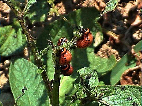 Mandelinka bramborová Mandelinka bramborová