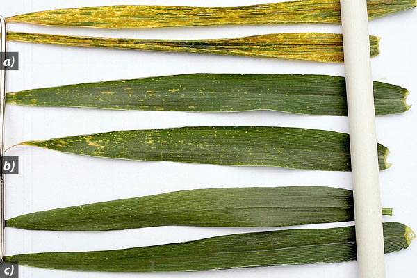 Obr.:Vliv o&scaron;etřen&iacute; na napaden&iacute; listů rz&iacute; plevovou