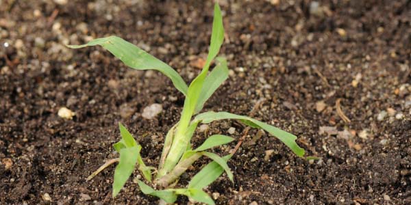 Ježatka kuř&iacute; noha