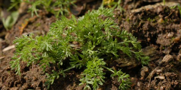 Heřm&aacute;nkovec př&iacute;mořsk&yacute;