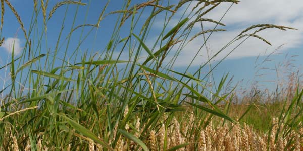 P&yacute;r plaziv&yacute;