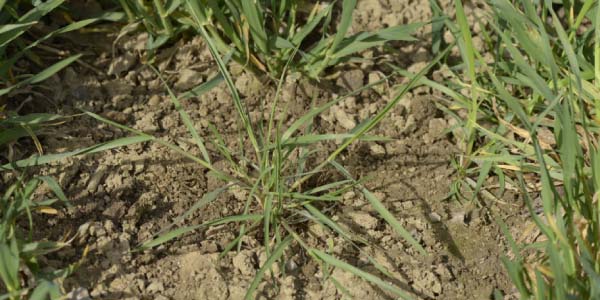 Ps&aacute;rka poln&iacute;