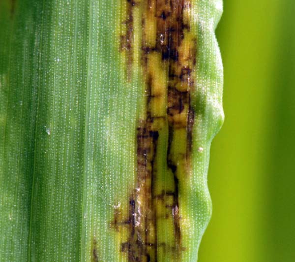 Hnědá skvrnitost ječmene Hnědá skvrnitost ječmene