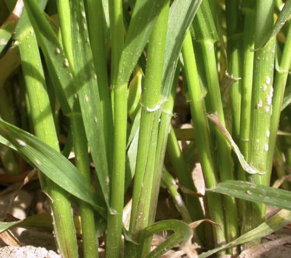 Padlí travní Padlí travní